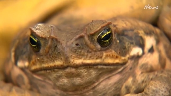 Cane Toad found on Central Coast