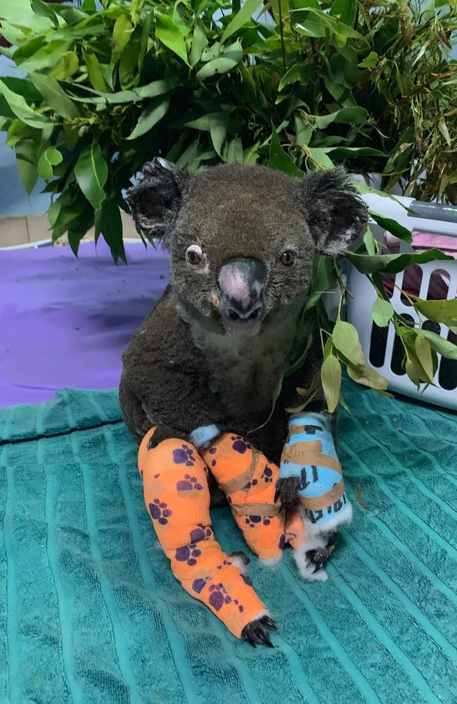 Peter today. Picture: Facebook/Koala Hospital Port Macquarie