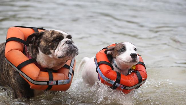 British bulldog Ronnie, 5, and 12-week old puppy wearing flotation devices to help them swim at Currumbin Creek. Photo: Scott Fletcher