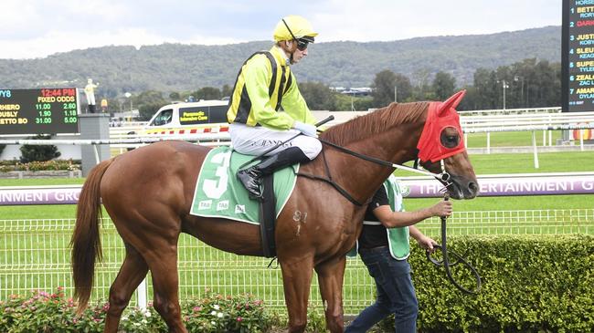 Justice Warrior can break through for a well deserved win at Hawkesbury. Picture: Bradley Photos