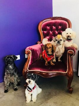 Fur friends looking Slick As A Dog