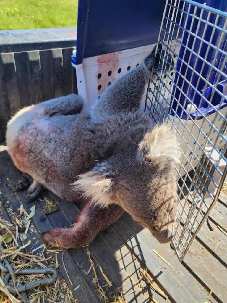 Kangaroo Island koalas: Logging halted until new koala management plan ...