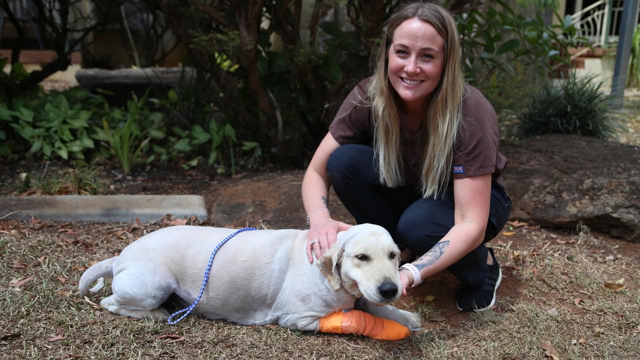 Tableland ticks: Tabelands Veterinary Service has seen an increase in ...