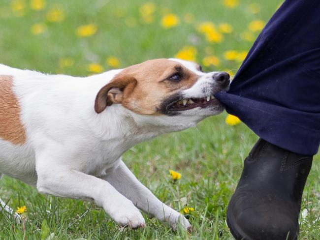 Australia Post urges dog owners to take responsibility with 55 posties each week falling victim to dog incidents. Picture: Australia Post.