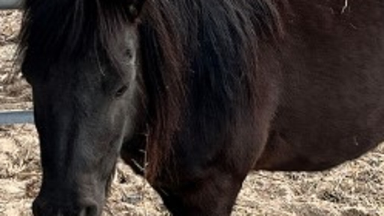 An adorable shetland pony found wandering lost at Sugarloaf needs a new caring home (Photo: SDRC)