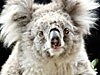 Sam the Koala raises $300,000 for CFA | Herald Sun