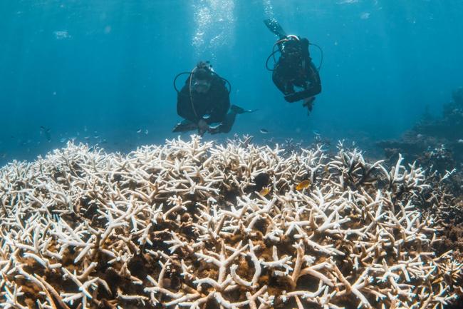 Corals bleach in warm ocean waters, making them particularly vulnerable as  global temperatures rise due to climate change