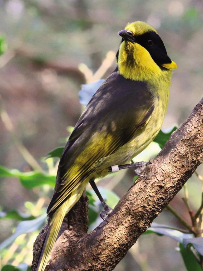 The program aims to protect the helmeted honeyeater Picture: Dylan Sanusi-Goh