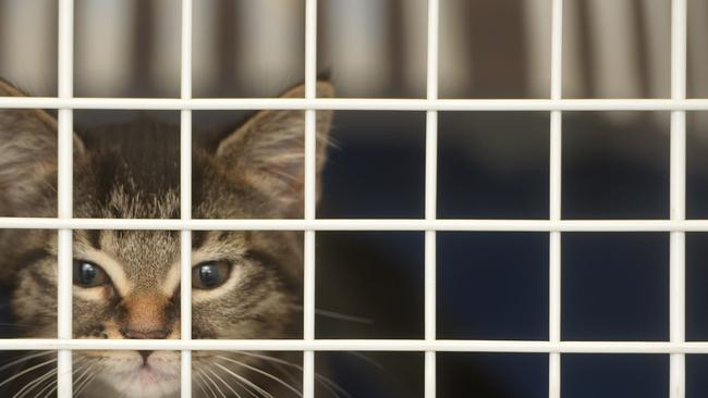 Knox Council could wind back some of the tough restrictions it has planned for cats.