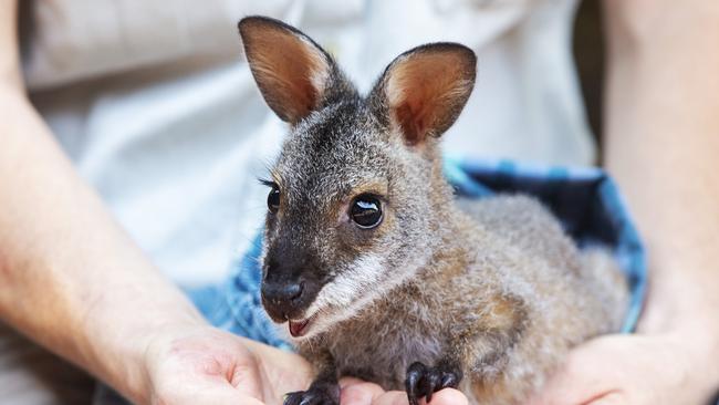 A red-necked wallaby joey is nursed back top health after being displaced during the bushfire crisis. Picture: Getty Images