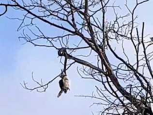 Andi Kelly filmed this snake's attempt at breakfast outside Kingaroy on Wednesday March 6. Picture: Contributed