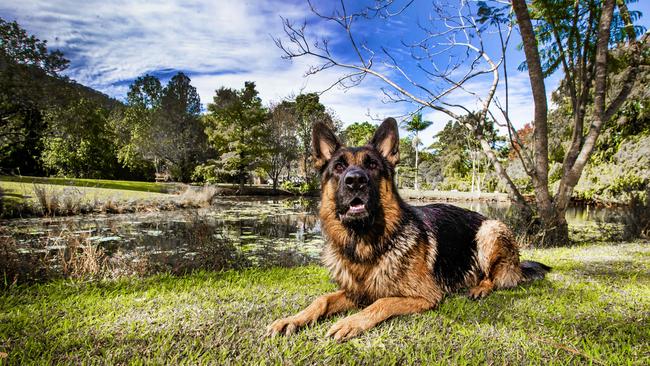 Banjo the two-year-old German Shepherd at a Sniffspace in Wongawallan. Picture: Nigel Hallett