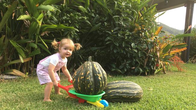 PUMPKIN PATCH: 18-month-old Alice Falconer with the 14.5 and 12.5kg pumpkins her parents, Monica and Lyle Falconer grew on their Woodwark property.