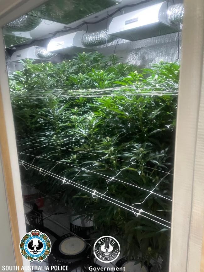 Plants found in an alleged Salisbury South drug bust. Picture: SA Police