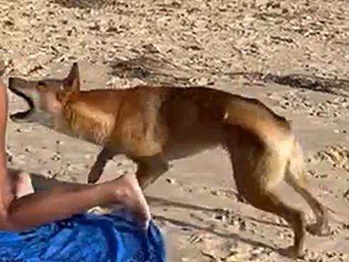 A dingo on K'gari (Fraser Island) has bitten a french tourist enjoying a day at the beach