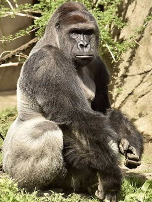 Could 100 men defeat one gorilla in a fight? Is the wild question being posed. Source: Cincinnati Zoo