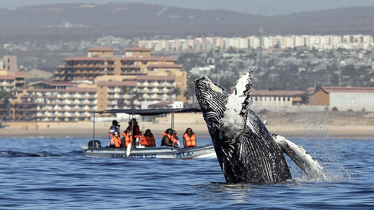 A humpback whale jumps out of the Pacific Ocean off the coast of Mexico. Picture: AFP