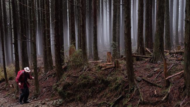 Misty forest trail on the Kumano Kodo route. Picture: Walk Japan