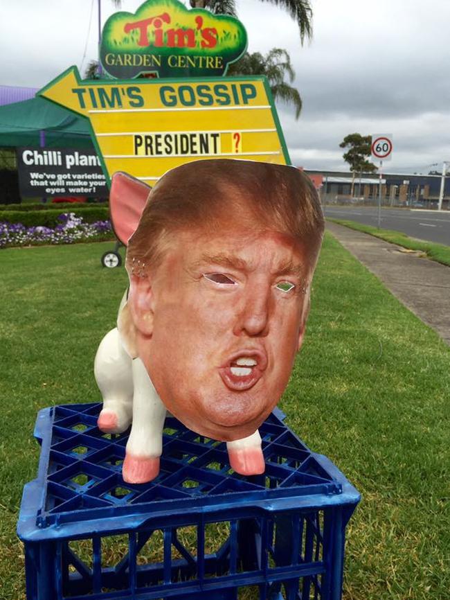 Pig wore a Donald Trump mask on the day of the American presidential election.