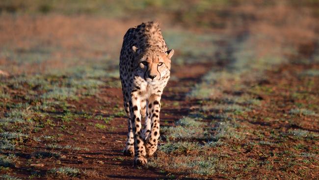 Cheetah at Monarto Safari Park in South Australia. Picture: Geoff Brooks