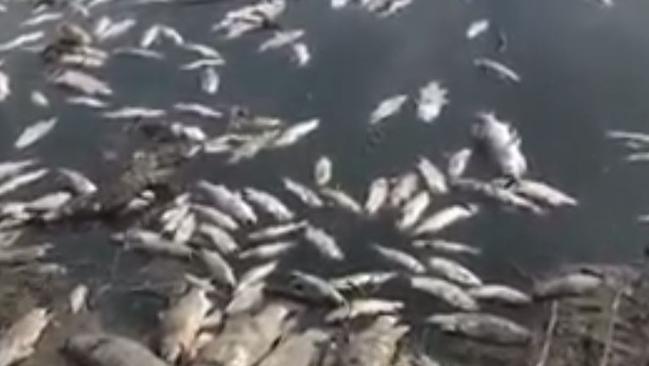 Screen shot from a video posted by croc wrangler Matt Wright of thousands of dead fish in a shallow river.