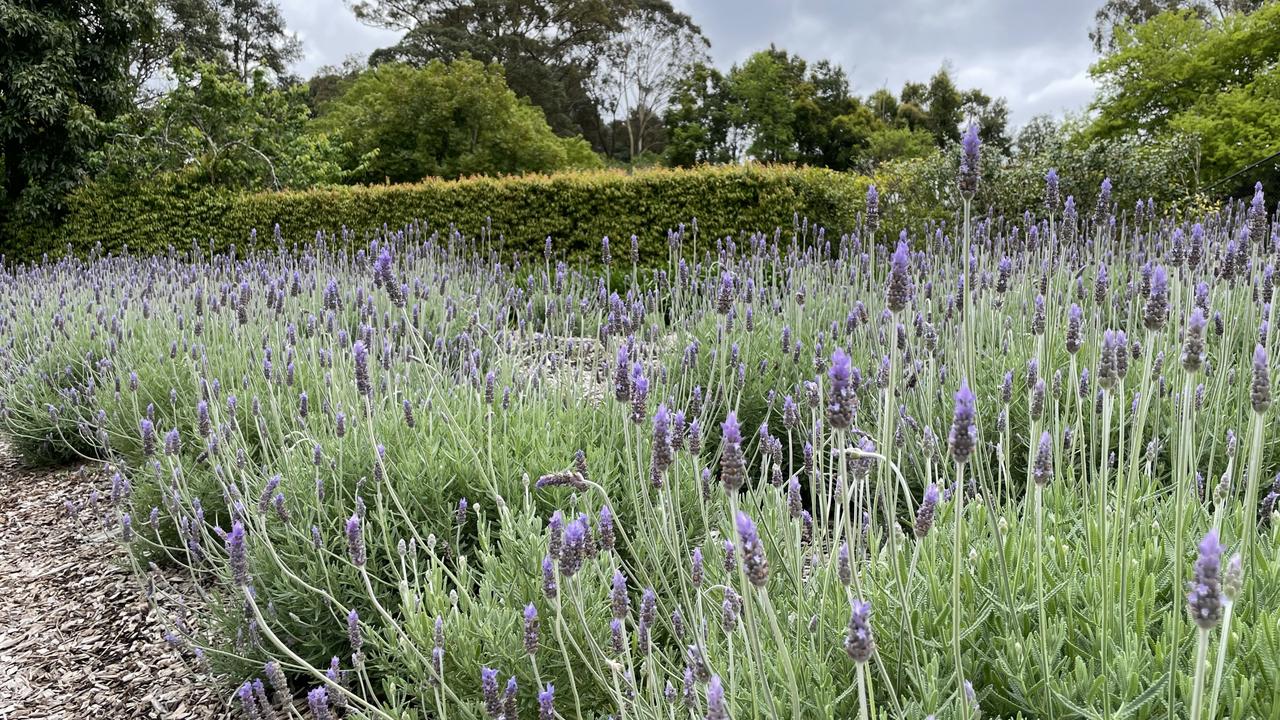 The lavender runs riot.