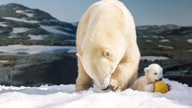 The little cub’s favourite toy is a ball. Photo: Sea World