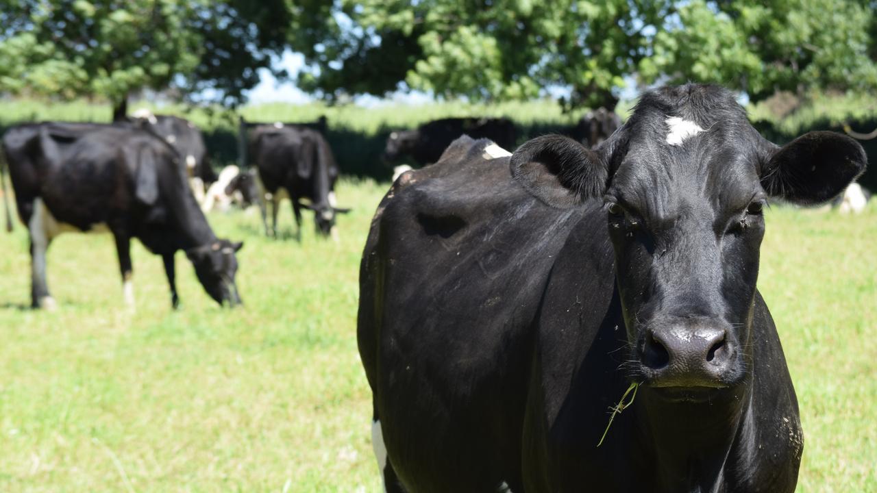 More dairy farmers will exit the industry without farmgate milk-price step-ups soon, producers say.