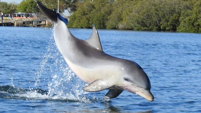 Dolphin Squeak with fishing line tangled around his mouth earlier this year. Picture: Jenni Wyrsta