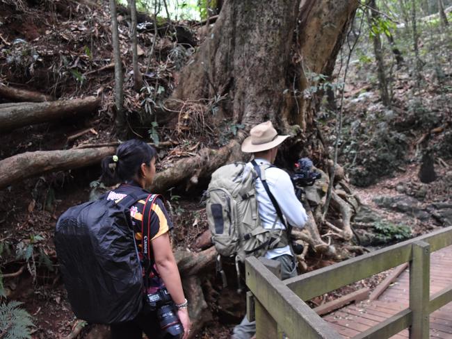 Bunya Mountains National Park. March 21, 2019. Photographers Nancy Jayde and Rob Mulally in the Bunya Mountains National Park.