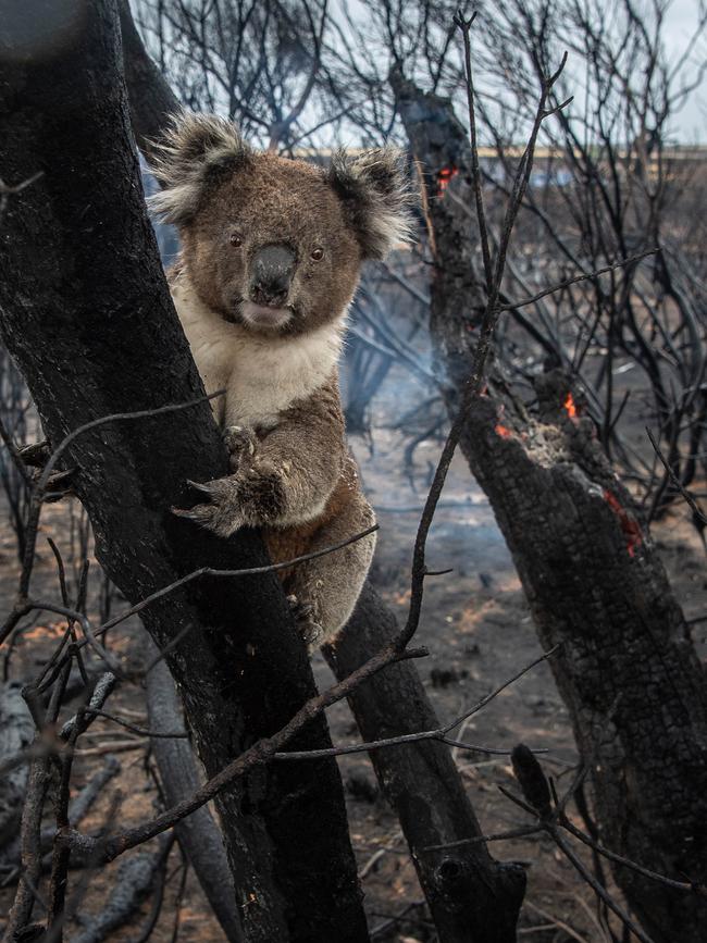 A koala clings to a burnt tree near Vivvone Bay on Kangaroo Island in South Australia. Picture: Brad Fleet