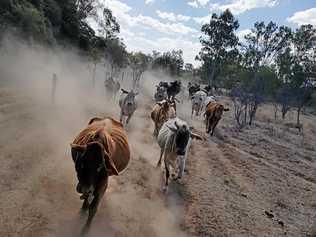 DESPERATE: Dry conditions seen in the Central Highlands but the area has still not been declared officially in drought. Picture: Justin Comiskey