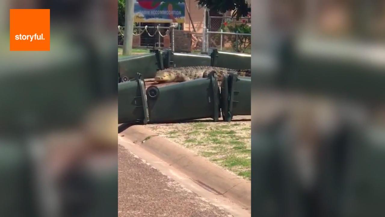 AU QLD:    Wheelie Bin Barricade Stops Crocodile   December 31