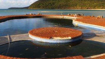 Brampton Island Resort’s salt water pool after years of neglect.