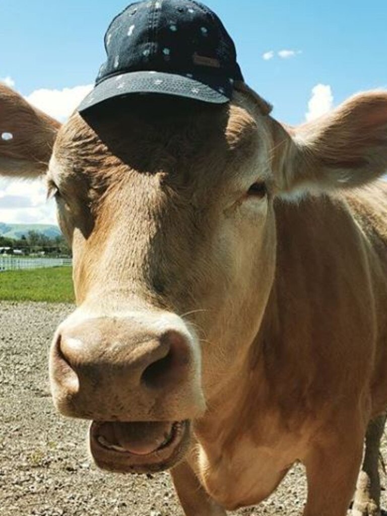 Let’s dip our lid to this smart cow as it beats the heat in style | The ...