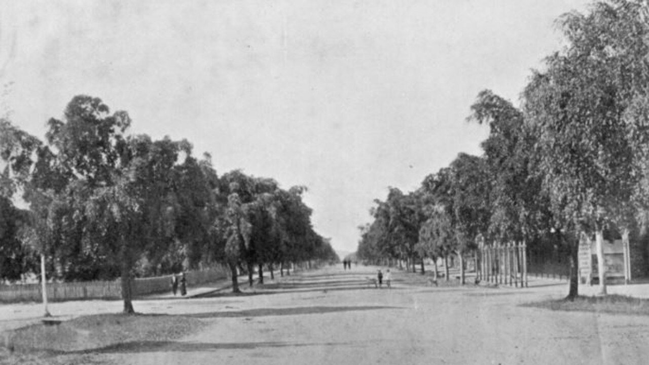 An archival photo of the lane of fig trees on Woongarra Street.