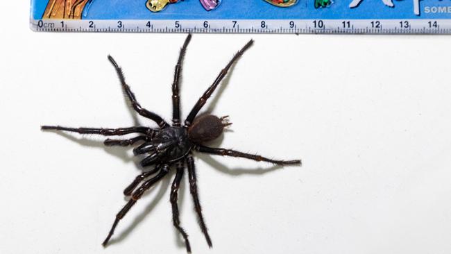 Hemsworth the funnel-web Spider. Picture: Supplied