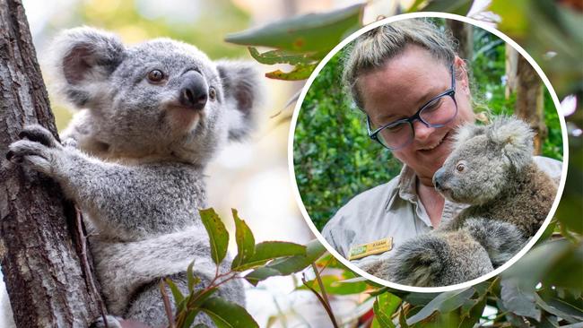 Gold Coast's Currumbin Wildlife Sanctuary has issued a 'desperate' plea for help