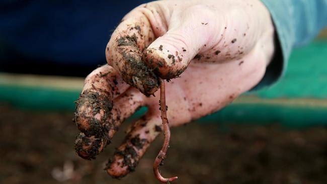 A wormy encounter. Picture: ANDY ROGERS