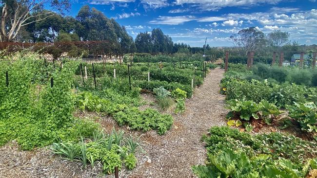 Chippin Estate market fruit and vegetable garden. Producer Shane O'Keefe, at Woolamai in Bass Coast. PICTURE: Madeleine Stuchbery.