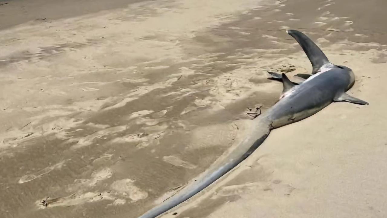 The dead thresher shark was found washed up on Seven Mile Beach in the Shoalhaven. Picture: Facebook / Trapman Australia