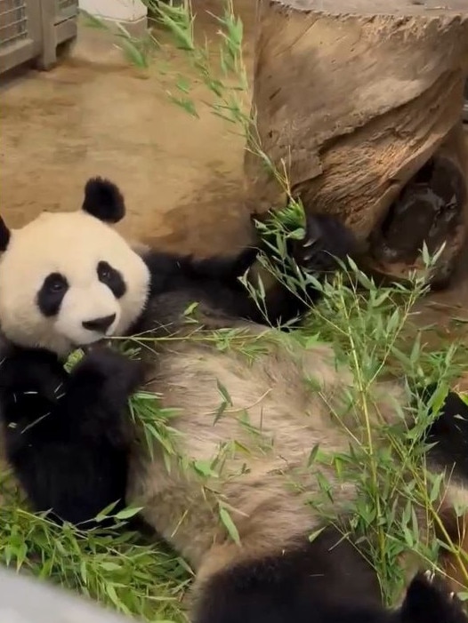 Panda Xing Qiu at Adelaide Zoo. Picture: ZoosSA