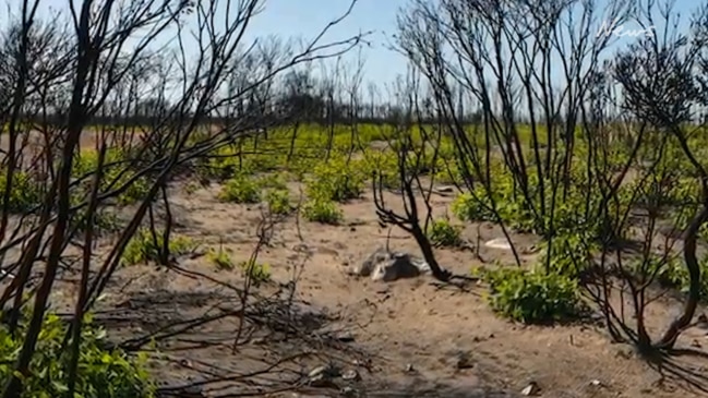 Flinders Chase National Park regrowth