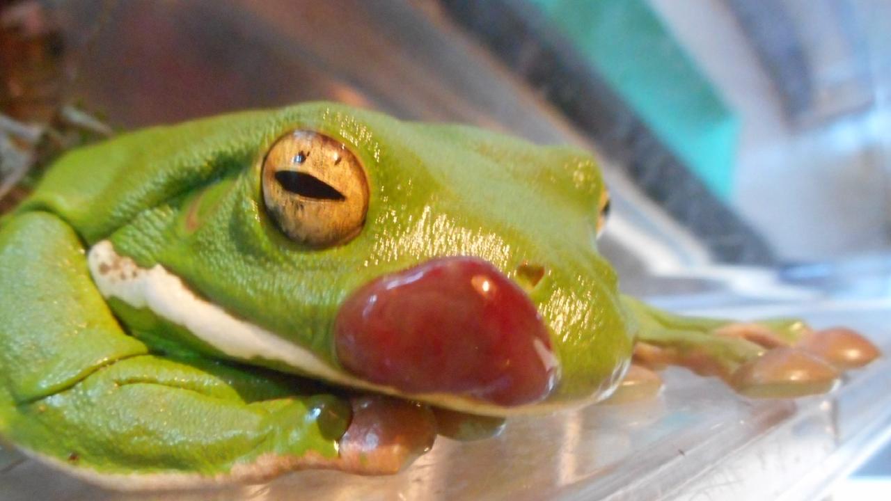 The large growth on the frog's mouth turned out to be cancerous. Picture: (c) Pergolotti / Frog Safe, Inc.