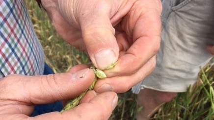 Farmers inspect frost damaged crops at Langi Logan in the Grampians.