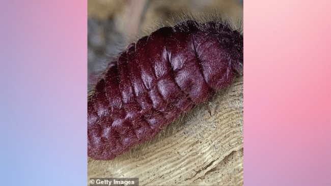 Anyone hungry for some cochineal? Source: Getty Images