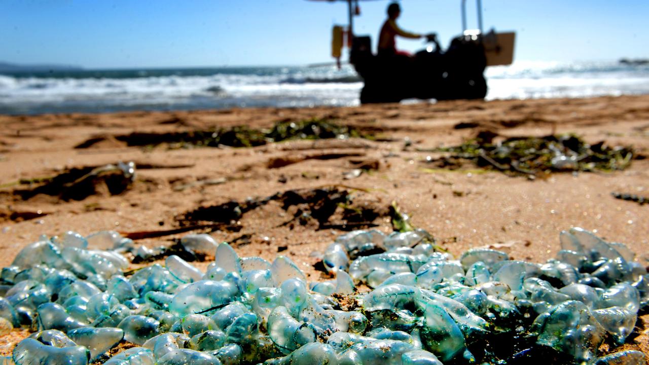 Swimmers were warned not to take a dip in the ocean last week as bluebottles hit. Picture: Jeremy Piper/NCA NewsWire