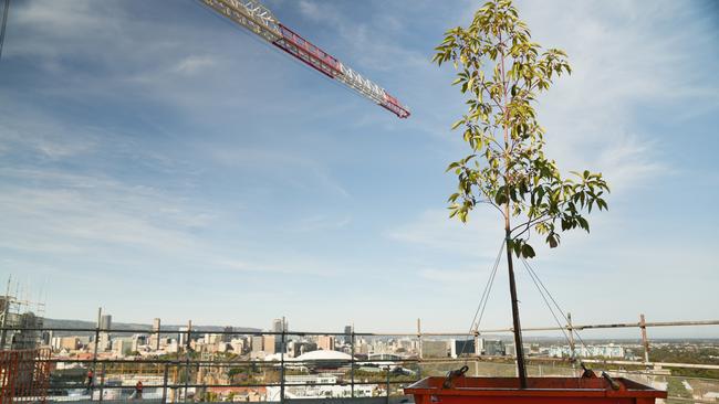 A tree was craned onto the roof of the landmark Eighty Eight O’Connell building for a traditional “topping out’ ceremony. Picture: City of Adelaide