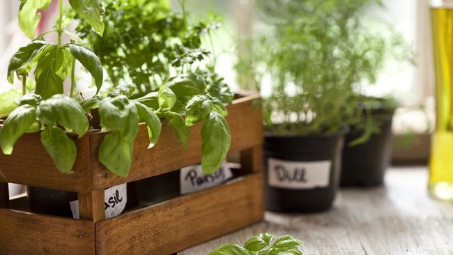 You can buy indoor plants and herbs from local stores — many are offering contactless delivery during quarantine.