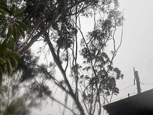 Trees rest on powerlines at Tinbeerwah near Noosa. Picture: Sarah Bucko